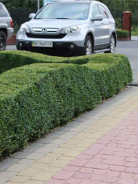 Hedge