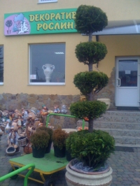 IMG 0602
