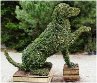 dog4211