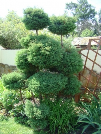 25