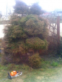 bonsai1