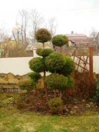 bonsai2