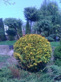 IMG 0459