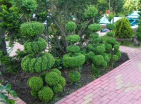 PICT1245.JPG