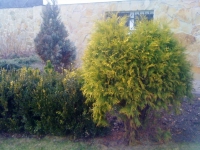kyl1