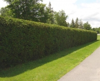 Hedge 3 S
