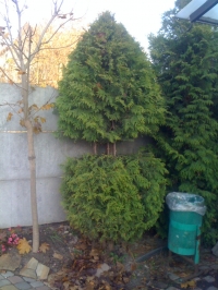 IMG 0570