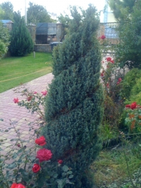 IMG 0551