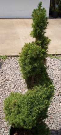 Topiary3